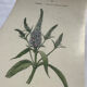Botanical plate engraving flower 1800 double-sided coloured