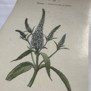 Planche botanique, gravure fleur 1800