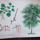 Old Botanical School Card Poplar-Aspen Tree