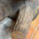 Grand  tabouret Senoufo 