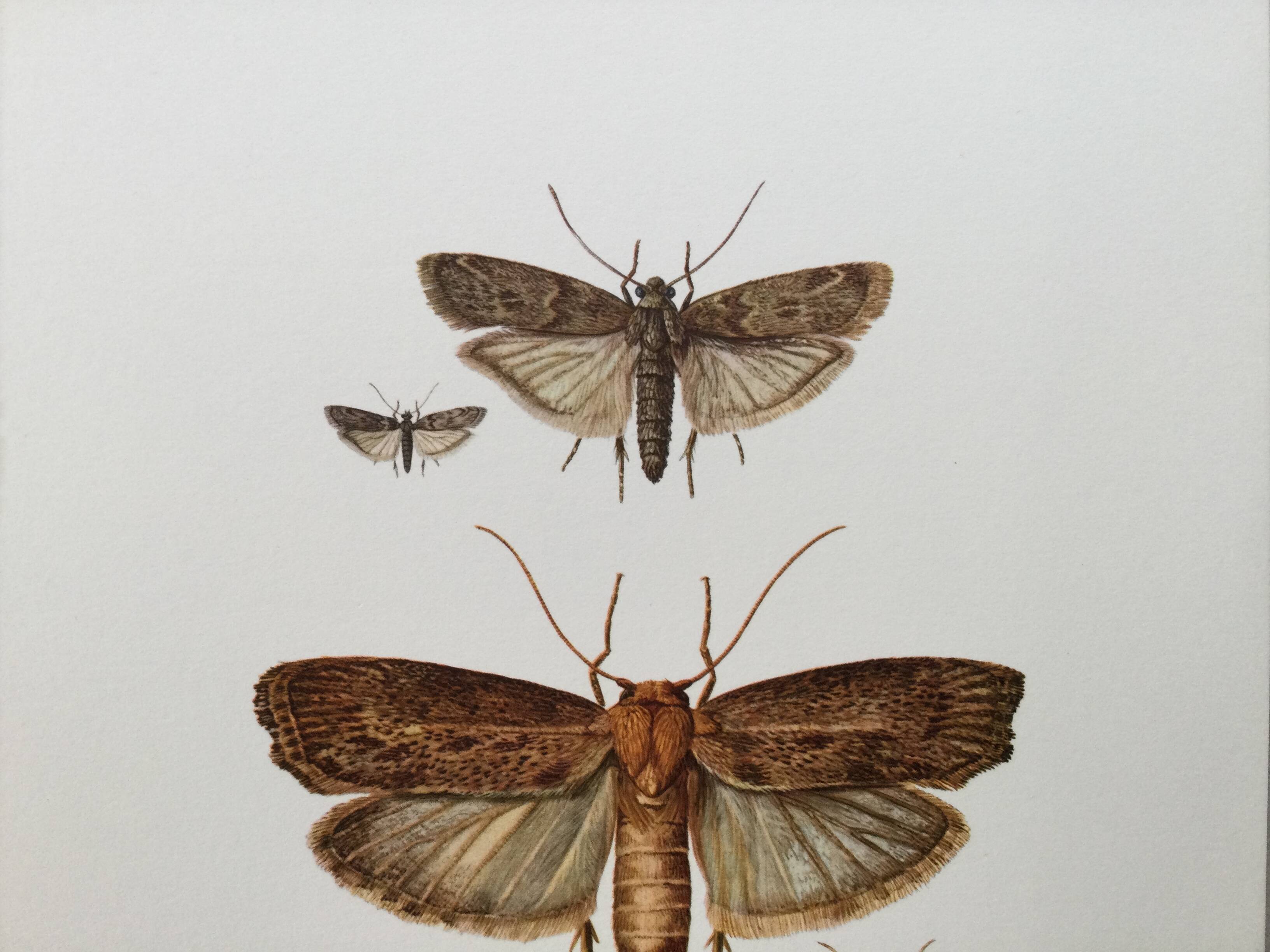 Vintage Print Insects, Butterflies Old Illustration 1969