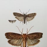 Vintage Print Insects, Butterflies Old Illustration 1969