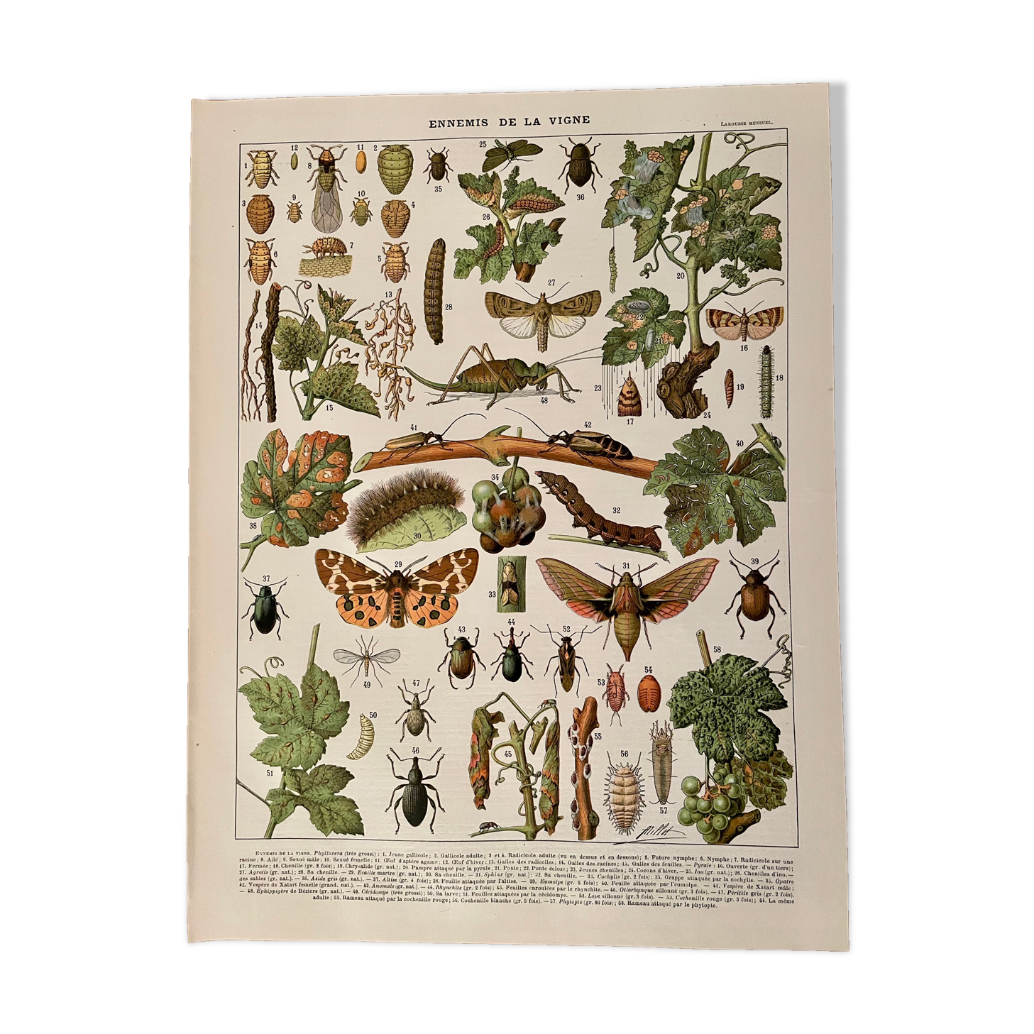Lithograph on the diseases of the vine of 1907