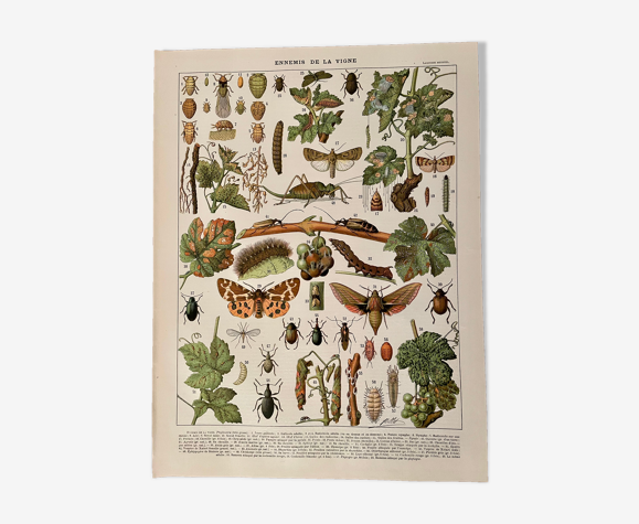 Lithograph on the diseases of the vine of 1907