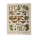 Lithograph on the diseases of the vine of 1907