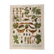 Lithograph on the diseases of the vine of 1907