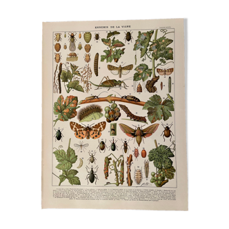 Lithograph on the diseases of the vine of 1907