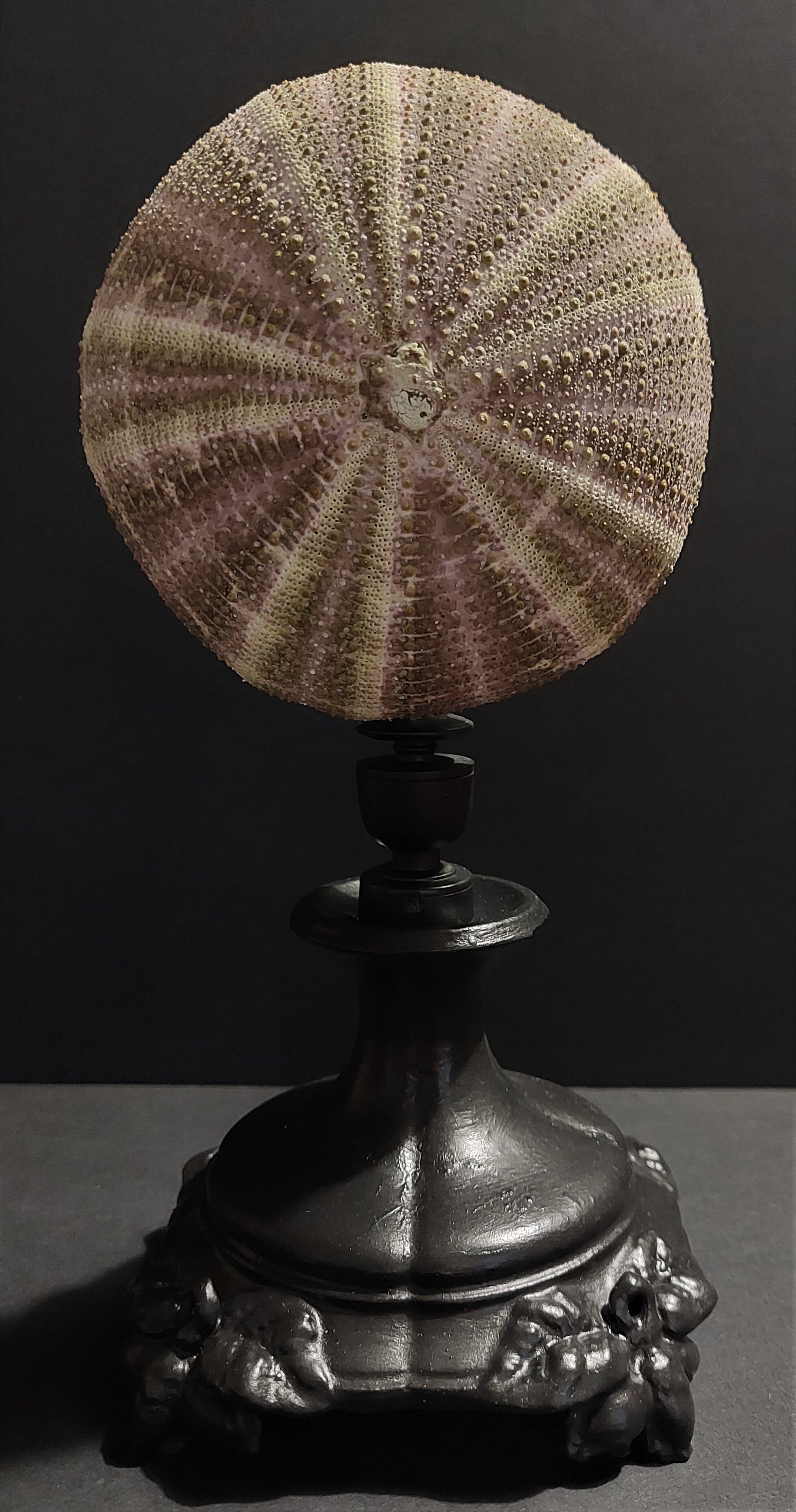 Cabinet of Curiosities sea urchin toxopneustes pileolus on base
