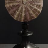 Cabinet of Curiosities sea urchin toxopneustes pileolus on base