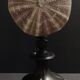Cabinet of Curiosities sea urchin toxopneustes pileolus on base