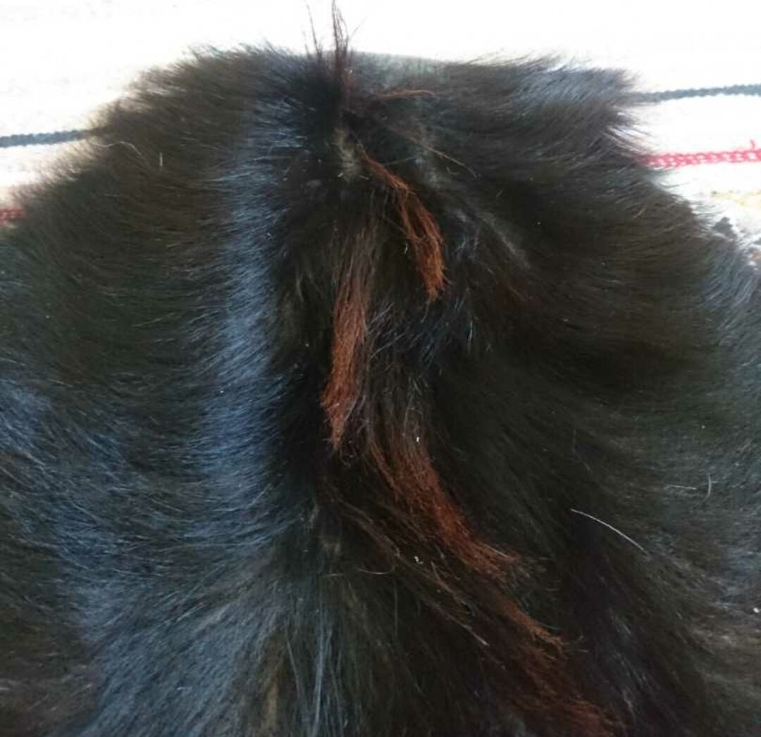 Natural goat black and brown skin 78x43cm