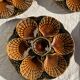 Set of 12 oyster or shell plates in glazed brown ceramic D