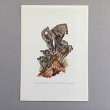 Botanical illustration "mushrooms", 1960s