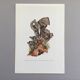 Illustration botanique "champignons", années 60