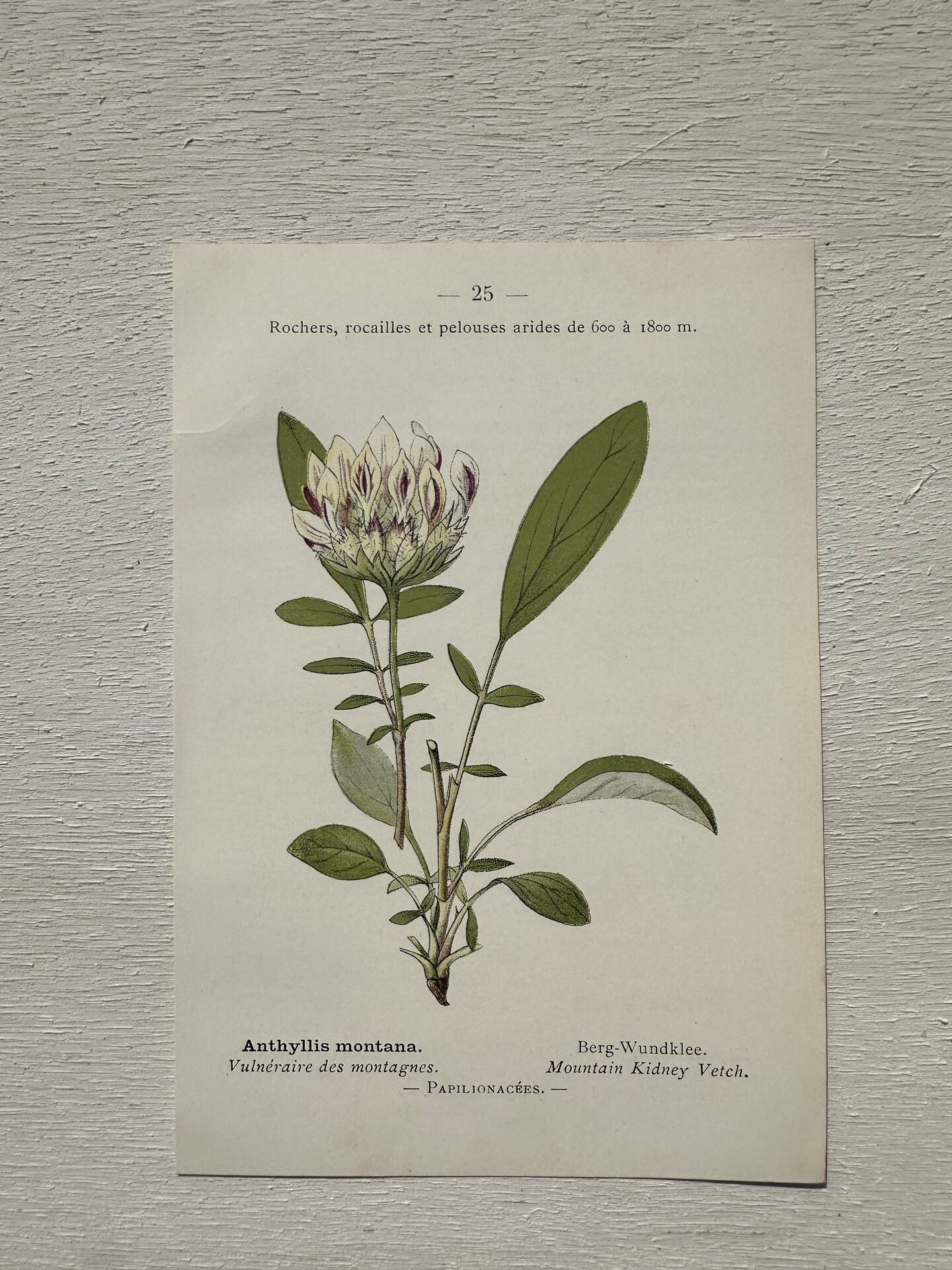Botanical Plate 1800 Old naturalist engraving 19th century double-sided
