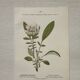 Botanical Plate 1800 Old naturalist engraving 19th century double-sided