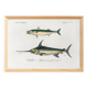 Poster about mackerel and swordfish, based on an old engraving from 1849