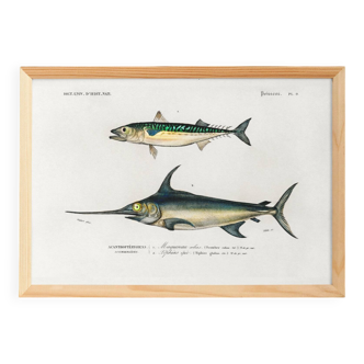 Poster about mackerel and swordfish, based on an old engraving from 1849