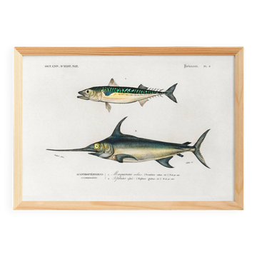 Poster about mackerel and swordfish, based on an old engraving from 1849