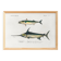 Poster about mackerel and swordfish, based on an old engraving from 1849
