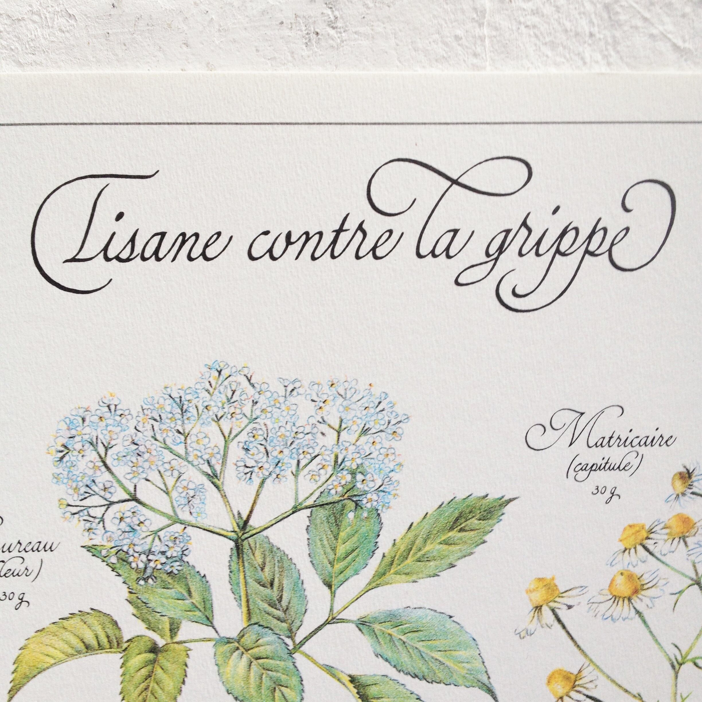 Botanical poster is a tisane