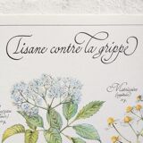 Affiche botanique tisane