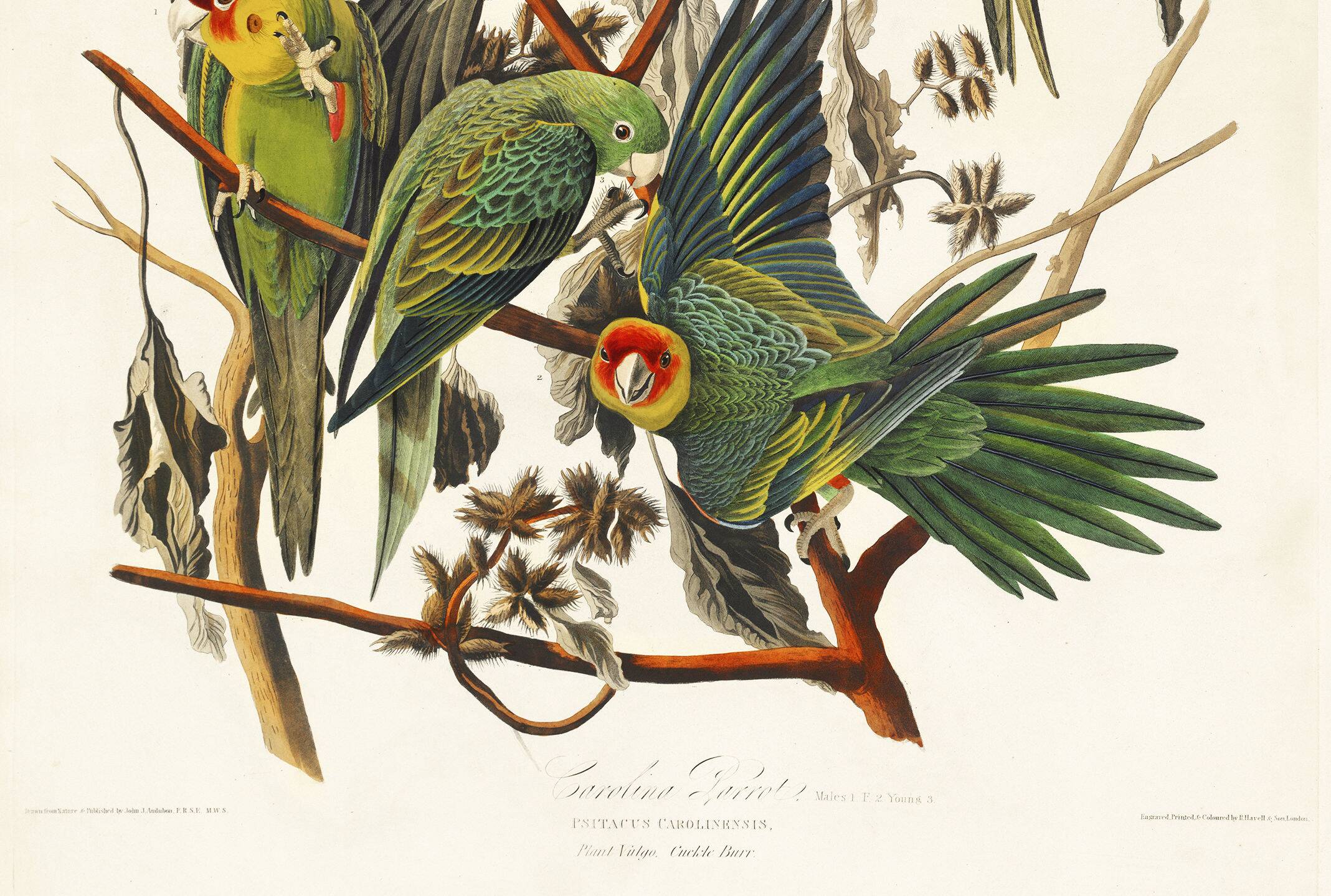 Poster about the Carolina Parakeet, based on an old engraving from 1827.