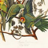 Poster about the Carolina Parakeet, based on an old engraving from 1827.