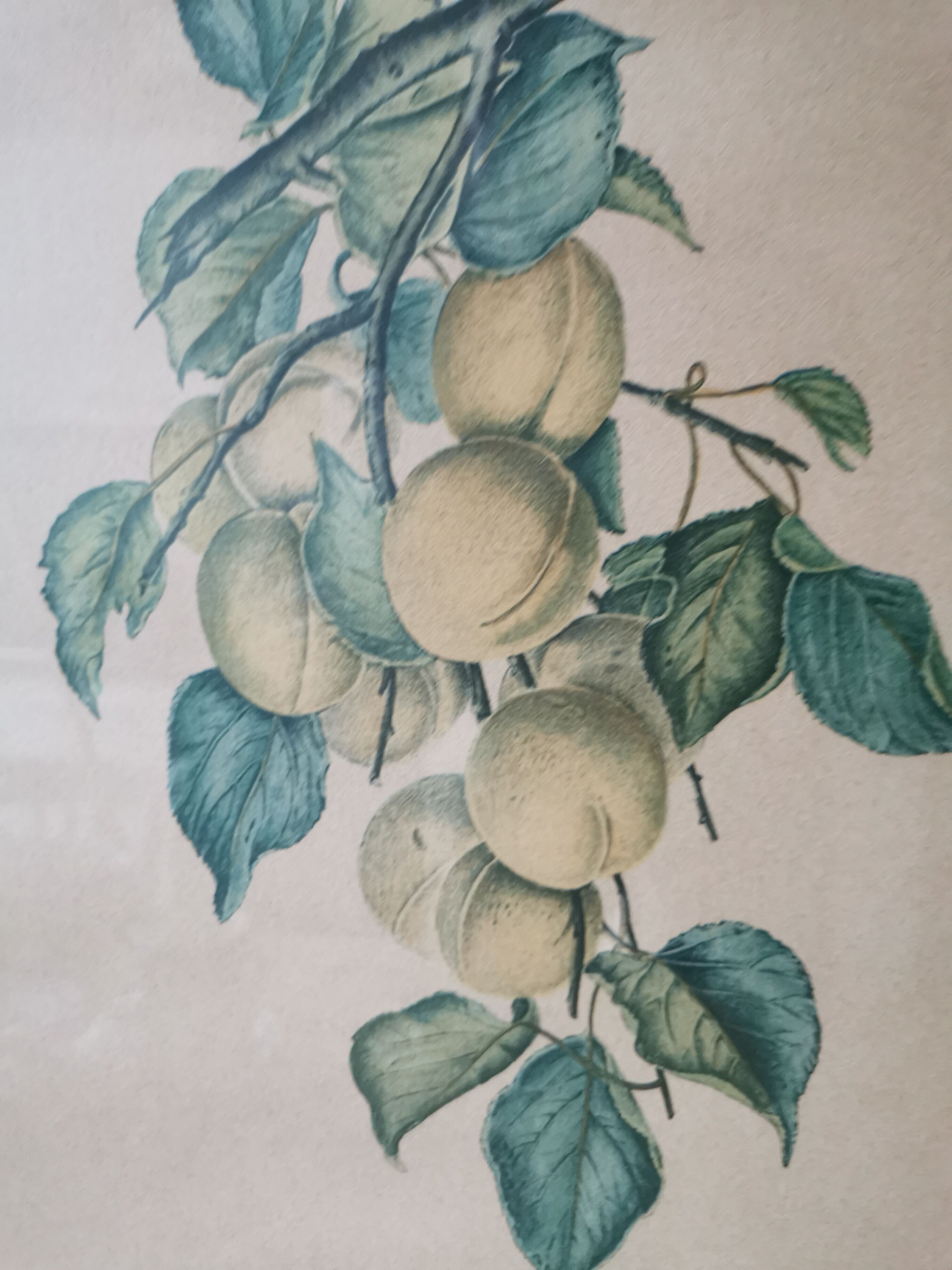 2 tableaux reproduction poires et prunes