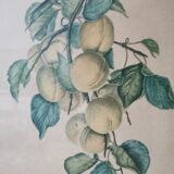 2 tableaux reproduction poires et prunes