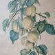 2 tableaux reproduction poires et prunes