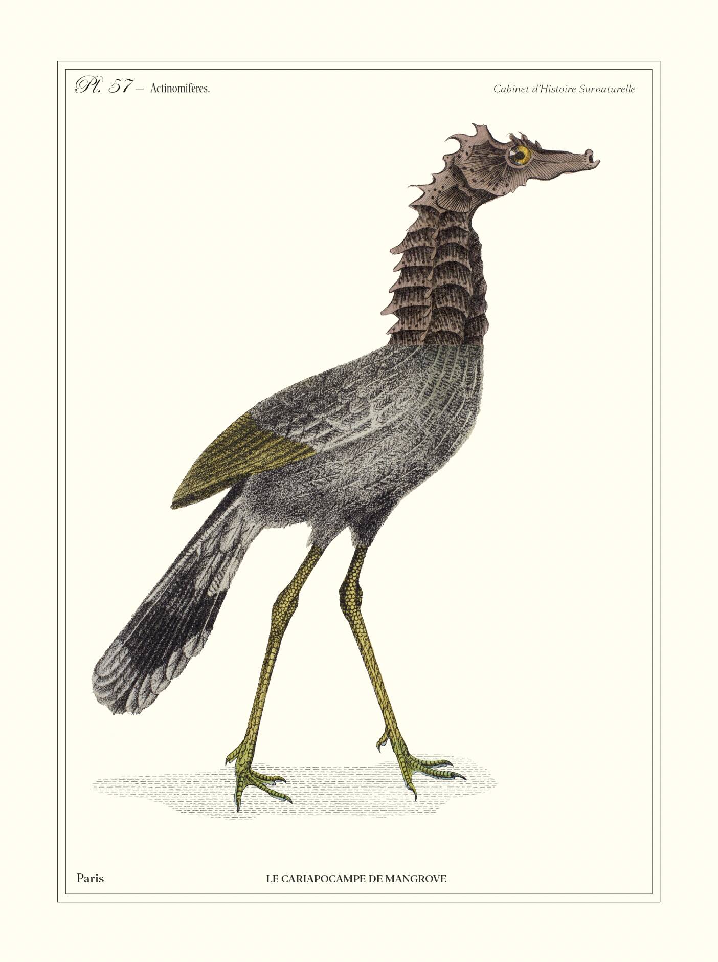 Lithograph engraving chimera animal, the cariapocampus 22x28 cm