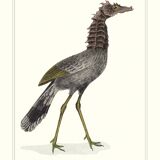 Lithograph engraving chimera animal, the cariapocampus 22x28 cm