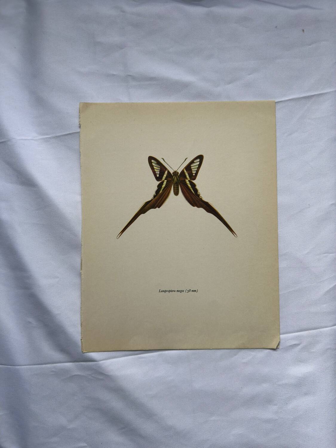 Gravure papillon planche botanique ancienne déco vintage