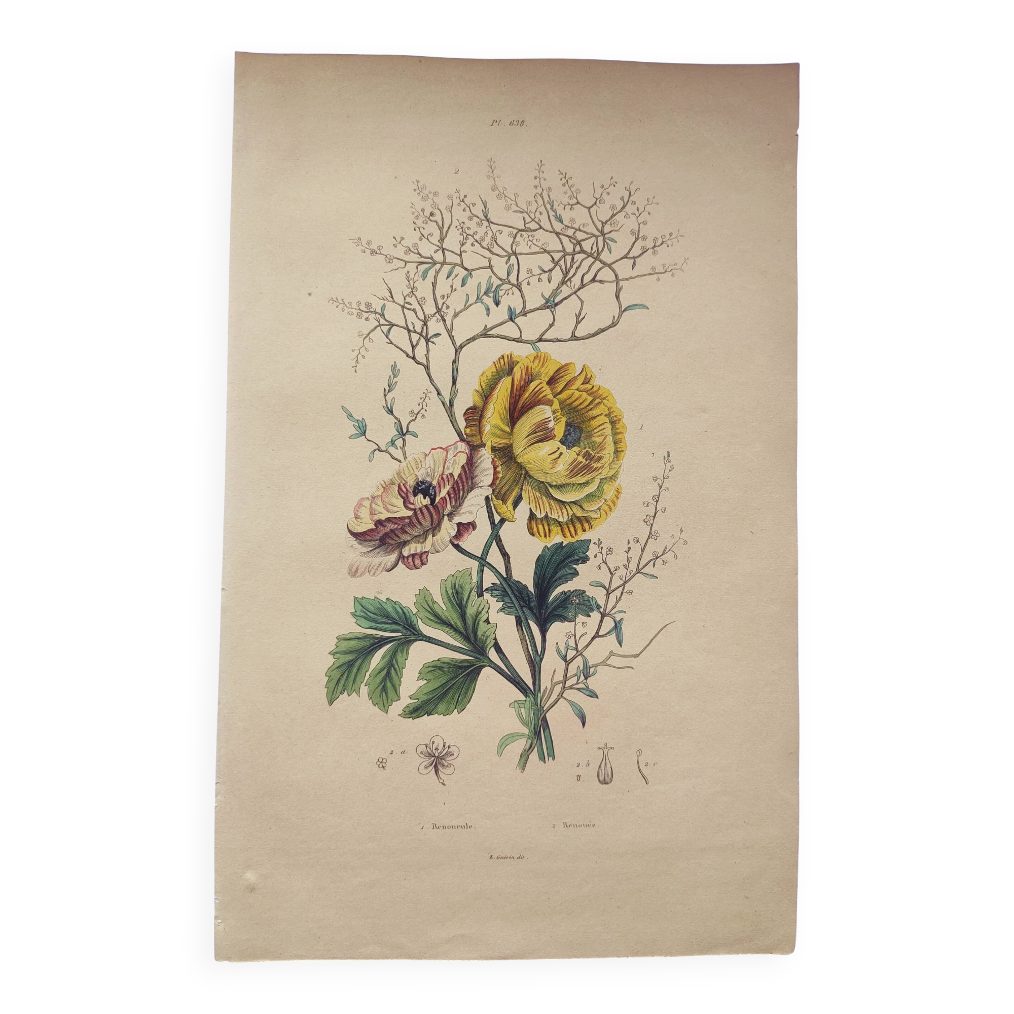 Original from 1839 - Buttercup and Knotweed - Hand-colored botanical plate. Antique engraving