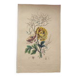 Original de 1839 -Renoncule et Renoué- Planche coloriée à la main botanique. Gravure ancienne