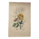 Original from 1839 - Buttercup and Knotweed - Hand-colored botanical plate. Antique engraving