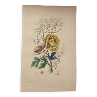Original from 1839 - Buttercup and Knotweed - Hand-colored botanical plate. Antique engraving