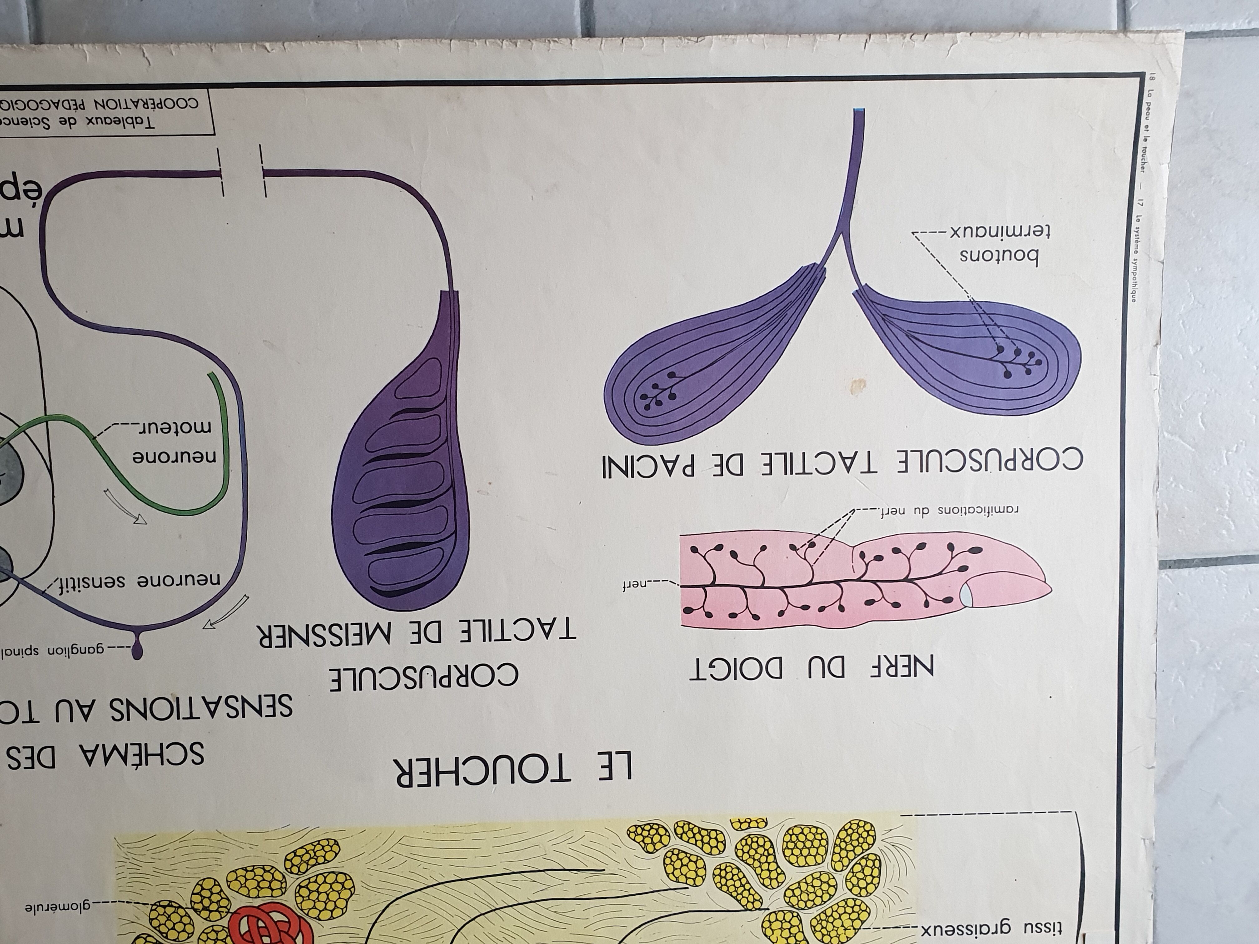 Poster school Nightingale skin no.18 No.17 system friendly