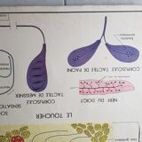Poster school Nightingale skin no.18 No.17 system friendly