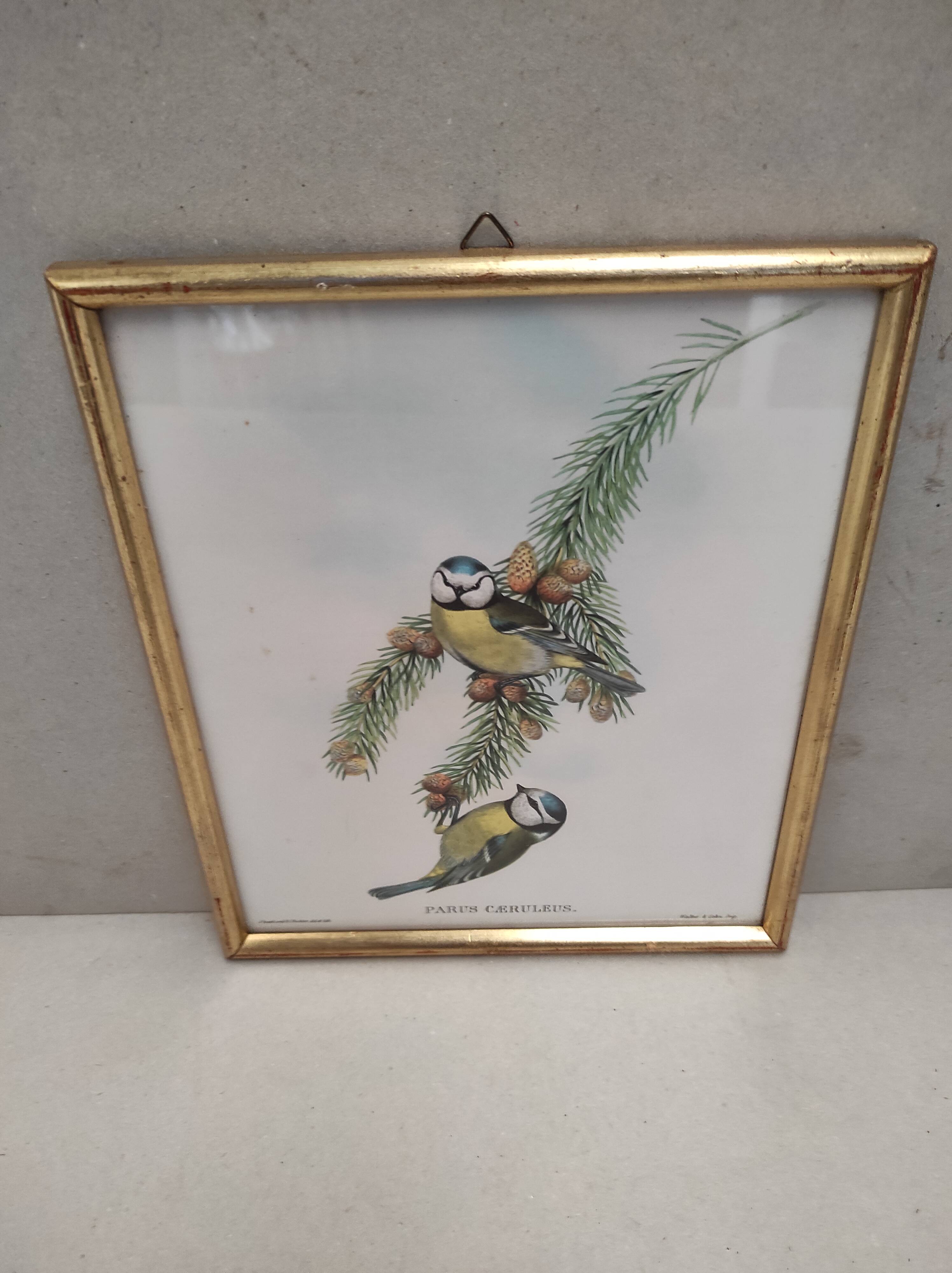 Lithography illustration bird Parus C-ruleus vintage engraving gilded frame