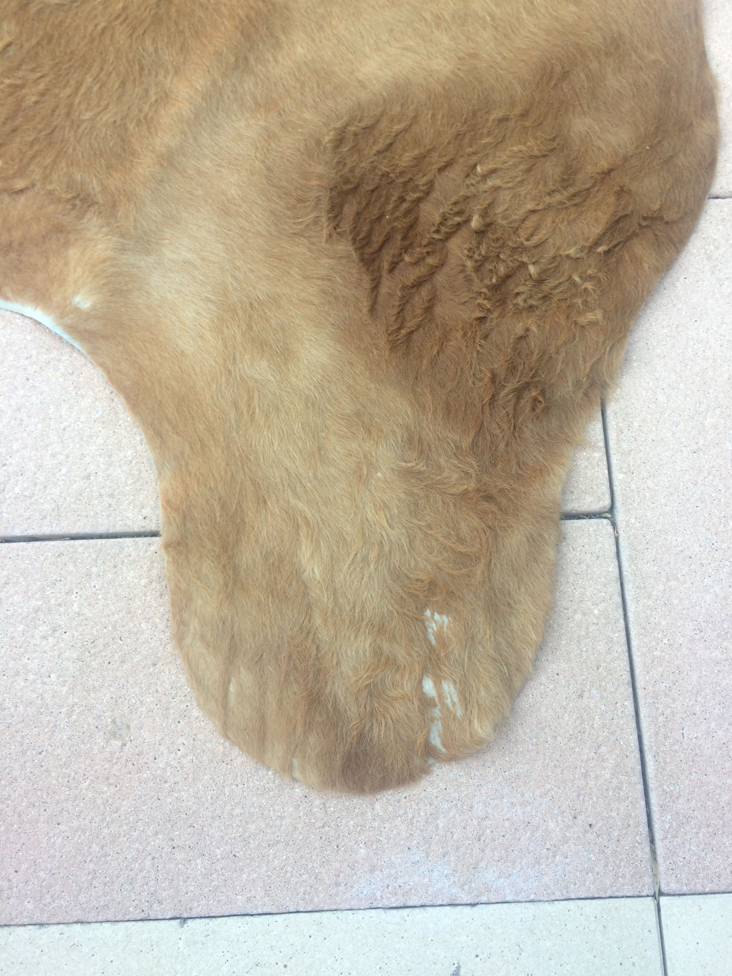 Cowhide leather, color brown glazed