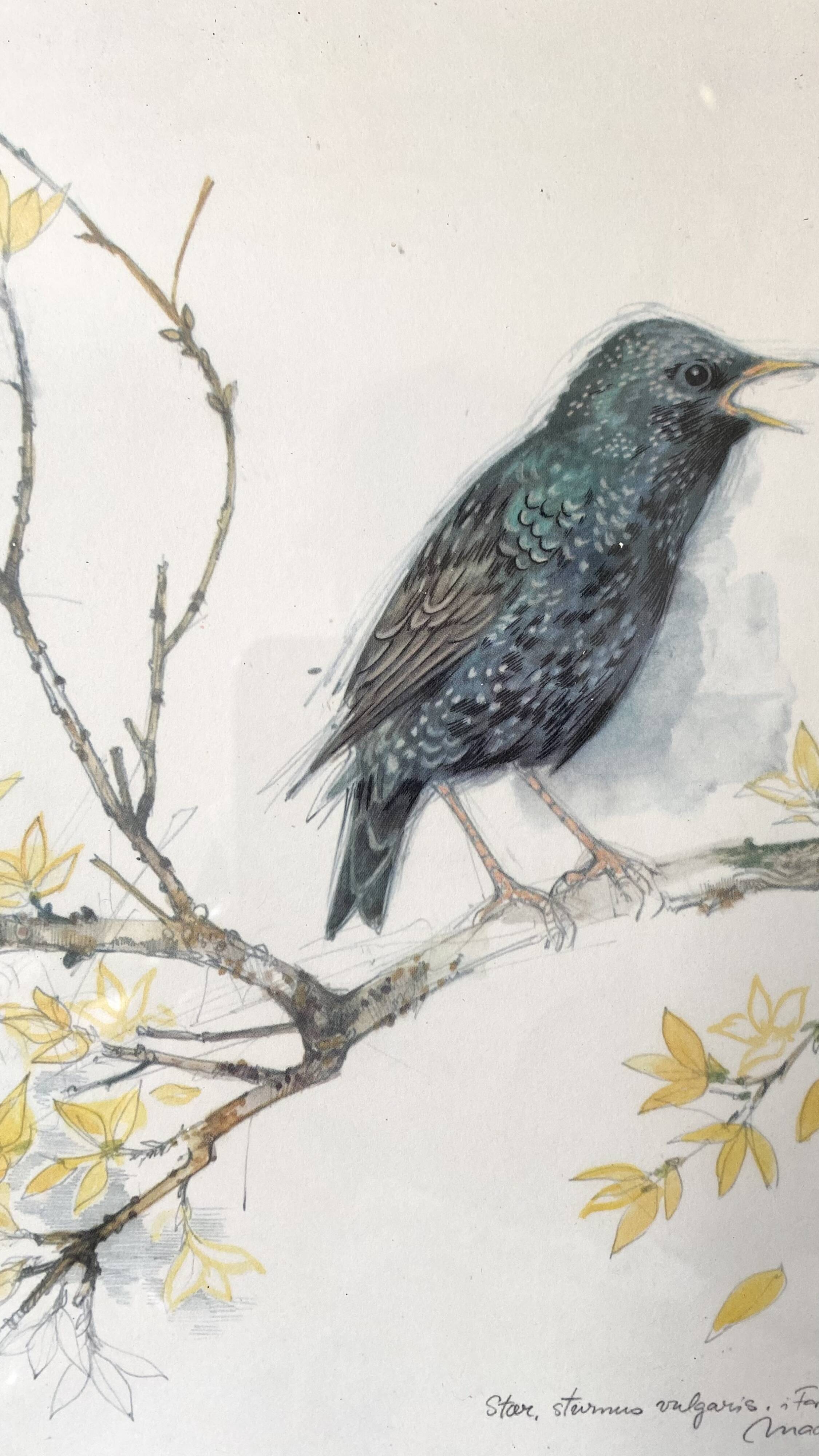 Framed bird engraving, botanical plate sternus vulgaris