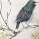 Framed bird engraving, botanical plate sternus vulgaris