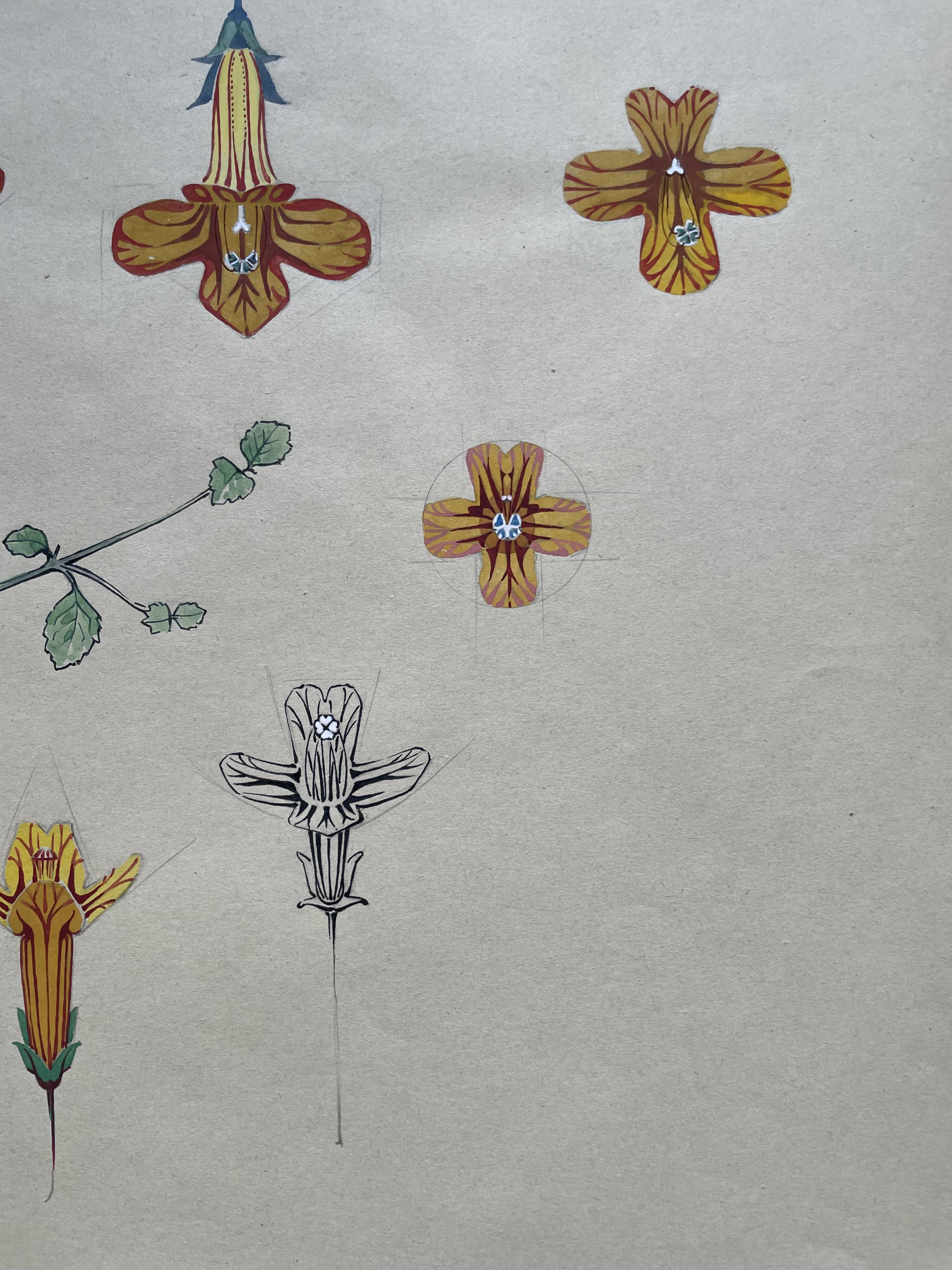 Marcel Corrette, Étude florale de Gloxinia de Nouvelle-Zélande, Aquarelle