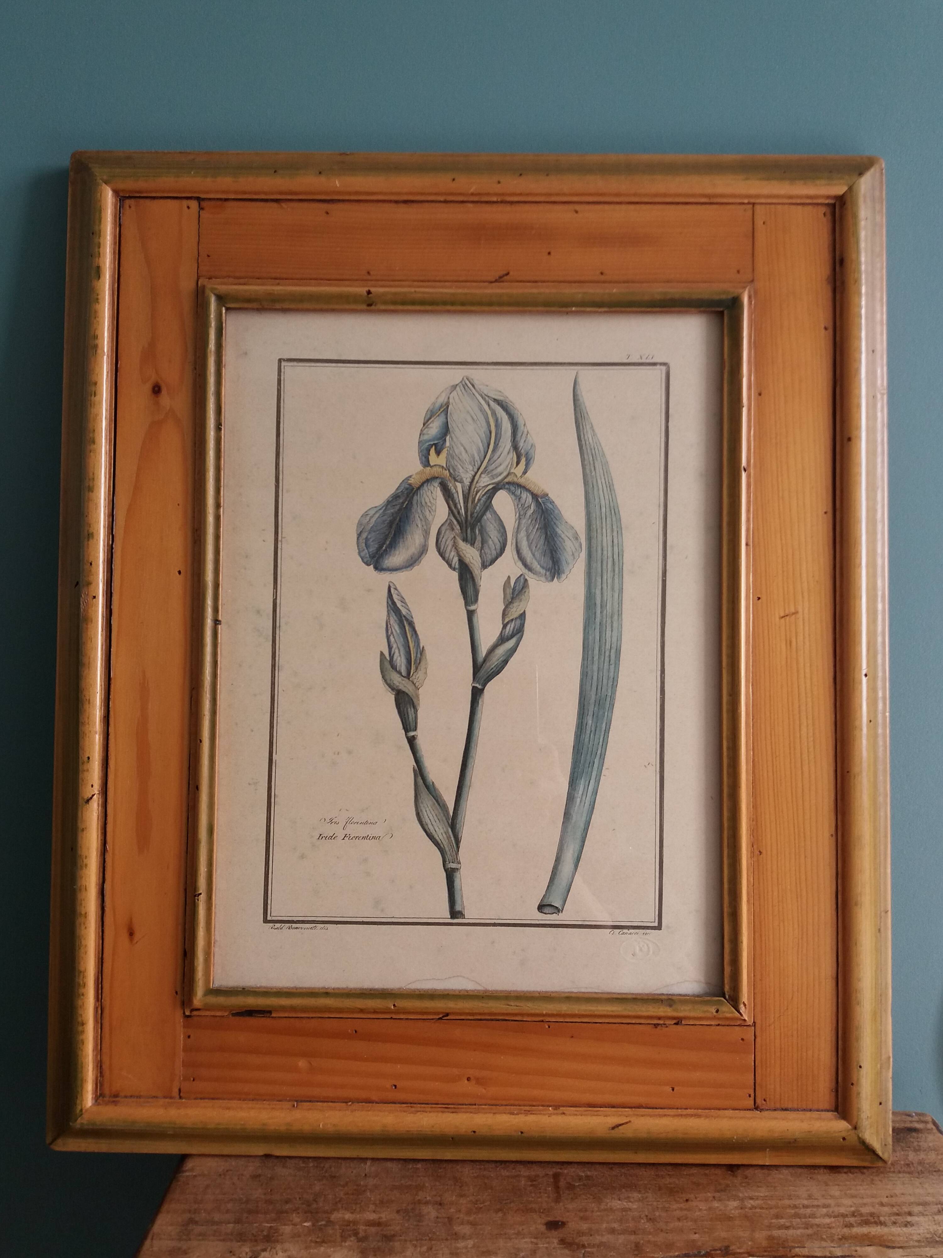 Botanical plate, iris flower engraving, framed by Guiseppe Canacci