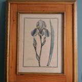 Planche botanique, gravure fleur iris, encadrée Guiseppe Canacci