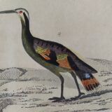 Original ornithological plate " Marouette - Caurale - &c... Buffon (1837)