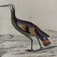 Original ornithological plate " Marouette - Caurale - &c... Buffon (1837)