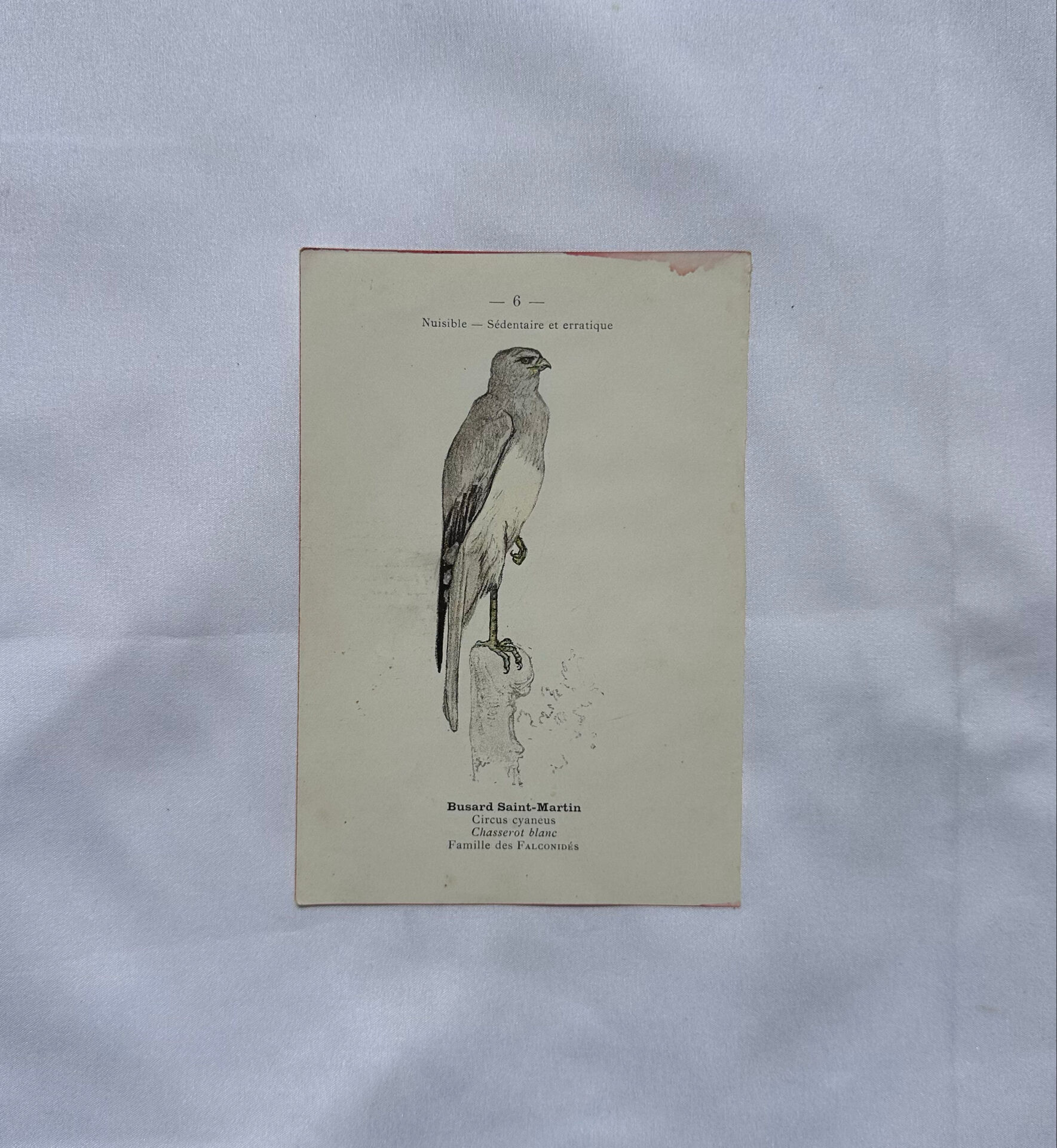 Planche Botanique Gravure oiseaux naturaliste  19eme recto verso  A
